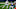 NY Giants NY Giants