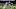 NY Giants NY Giants