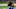 NY Giants