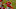 Angels, Mike Trout Angels, Mike Trout