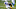 Colts