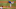 Blue Jays