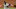 Blue Jays