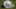 Oakland Raiders Oakland Raiders