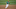 KC Royals KC Royals
