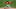 KC Royals KC Royals
