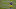 Green Bay Packers, Davante Adams Green Bay Packers, Davante Adams