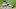 Detroit Tigers