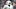 Miami Dolphins Miami Dolphins