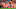 Emmanuel Sanders Emmanuel Sanders