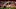 DENVER, CO – NOVEMBER 4: Wide receiver Courtland Sutton #14 of the Denver Broncos nearly has a touchdown catch before dropping the ball under coverage by defensive back Shareece Wright #43 of the Houston Texans at Broncos Stadium at Mile High on November 4, 2018 in Denver, Colorado. (Photo by Justin Edmonds/Getty Images) DENVER, CO – NOVEMBER 4: Wide receiver Courtland Sutton #14 of the Denver Broncos nearly has a touchdown catch before dropping the ball under coverage by defensive back Shareece Wright #43 of the Houston Texans at Broncos Stadium at Mile High on November 4, 2018 in Denver, Colorado. (Photo by Justin Edmonds/Getty Images)