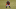 Denver Broncos, Drew Lock Denver Broncos, Drew Lock