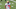Denver Broncos, Jabril Cox Denver Broncos, Jabril Cox
