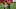 Denver Broncos, Brett Rypien, Drew Lock Denver Broncos, Brett Rypien, Drew Lock
