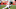 Denver Broncos Denver Broncos