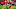 Arizona Cardinals
