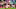 Arizona Cardinals Arizona Cardinals