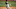 Brewers Brewers