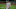 Daniel Murphy of the Colorado Rockies Daniel Murphy of the Colorado Rockies