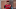 Seattle Mariners Jarred Kelenic Seattle Mariners Jarred Kelenic