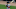 Chicago White Sox, Danny Mendick Chicago White Sox, Danny Mendick