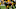 Steelers Steelers