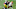 Steelers Steelers