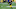 Steelers Steelers