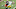 Steelers Steelers