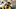 Steelers Steelers