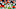 Cincinnati Bengals Cincinnati Bengals