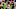 Cincinnati Bengals Cincinnati Bengals