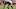 Cincinnati Bengals Cincinnati Bengals