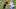 Cincinnati Bengals Samaje Perine Cincinnati Bengals Samaje Perine
