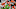 Cincinnati Bengals Cincinnati Bengals