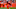 Cincinnati Bengals Cincinnati Bengals