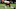 Cincinnati Bengals Cincinnati Bengals