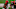 Cincinnati Bengals Cincinnati Bengals