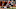 Cincinnati Bengals Cincinnati Bengals