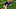 Cincinnati Bengals Cincinnati Bengals