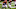 Cincinnati Bengals Cincinnati Bengals