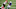 Cincinnati Bengals