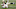 Cincinnati Bengals Cincinnati Bengals