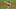 Phillies