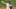 Phillies Phillies