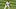 Phillies Phillies