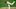 Phillies Phillies