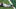 NY Jets