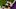 Minnesota Vikings Minnesota Vikings