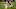 Minnesota Vikings